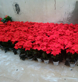 仿真一品红圣诞花一品红盆栽花卉盆景办公商场装饰花绢花直销包邮