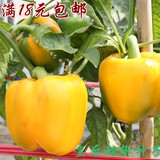 皇后黄色甜椒种子 高产辣椒籽庭院蔬菜蔬果种子种菜青椒 辣椒苗