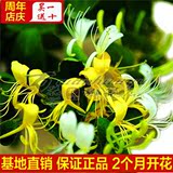 【黄色】金银花盆栽金银花花苗庭院阳台攀援藤本花卉植物净化空气