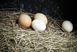 自然之食 园林地散养土鸡蛋 柴鸡蛋 新鲜农家孕妇月子蛋宝宝辅食