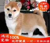 上海出售纯种活体/宠物狗/日本柴犬幼犬/秋田幼犬/柴犬幼崽可上门