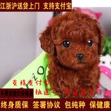 扬州出售纯种茶杯犬泰迪玩具体泰迪幼犬活体宠物狗红色泰迪小狗
