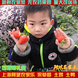 特价上海青浦踏青采摘草莓园门票阿斌农家乐送一斤红霞奶油草莓