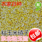 东北粘玉米碴 大粘碴子 大粘玉米渣 农家自种 优质杂粮 250g