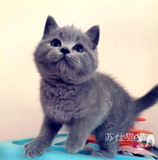 T.M天猫活体纯种宠物猫英国短毛猫蓝猫公猫英短立耳折耳幼崽猫咪