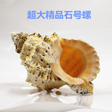 全网性价比之最！超大石号海螺贝壳珊瑚鱼缸装饰 金口硅法号收藏