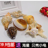 天然海螺贝壳组合收藏观赏装饰特色礼物海螺贝壳海星珊瑚批发包邮