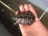 苏北金线草龟 新手龟 巴西龟 草龟 可以墨化的龟