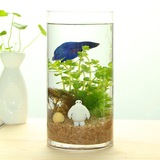 创意生态水族箱玻璃办公室桌面迷你小型金鱼缸热带观赏鱼缸圆柱形