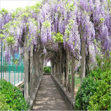 紫藤花苗紫藤树苗庭院攀援植物屋顶花园围墙爬藤植物日本紫藤苗
