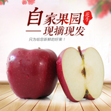 新鲜水果苹果天水花牛苹果蛇果平安果胜山东栖霞红富士10斤大果子