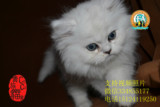 纯种金吉拉宠物猫 出售银色渐层纯种金吉拉幼猫 纯种活体猫