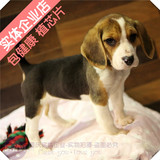 重庆实体店铺小型犬米格鲁猎兔犬比格幼犬小狗小体型包健康植芯片