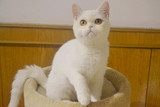 纯种猫英国短毛猫 纯白英短 宠物猫活体 幼猫弟弟  家庭猫咪