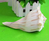 左旋螺反旋佛密宗法器佛教供品大法螺风水螺摆件礼品天然海螺贝壳