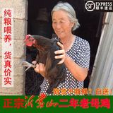 大促正宗沂蒙山二年老母鸡农家散养月子鸡新鲜土鸡散养鸡活鸡包邮