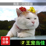 出售纯种加菲猫 异国短毛猫 宠物猫 幼猫活体 加菲猫平面脸咖啡猫