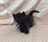 出售纯种活体加菲猫幼猫，异国短猫纯黑色加菲猫宝宝《新家北京》
