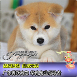 日本秋田犬纯种幼犬出售 体格强壮被毛浓密宠物狗 可上门看狗狗