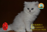 纯种宠物猫咪/赛级金吉拉MM/DD/小猫/幼猫/波斯猫 长毛猫