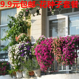 花种子春季种套餐装阳台庭院专用易种植物 花卉花种子四季播