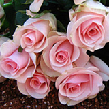 当年开花 花卉绿植室内盆栽 植物拇指粗奇趣玫瑰花苗 蔷薇月季科