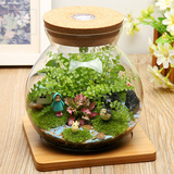 苔藓微景观植物生态瓶创意迷你盆栽小植物办公桌摆件diy玻璃盆栽