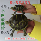 特大号拉线乌龟 8寸乌龟 塑料弹簧螃蟹龙虾 仿真动物玩具批发