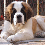 双赛级血统家养宠物狗 纯种巨型圣伯纳犬 救援护卫活体幼犬出售17