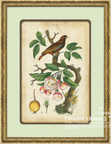 美国原版进口画芯 美式复古怀旧经典花鸟植物组合实木画框装饰画