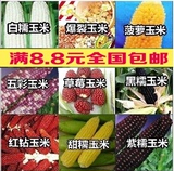 蔬菜种子四季播种 玉米种子 菠萝/水果/草莓玉米 甜/黑/糯玉米
