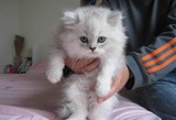 纯种家养 家养纯种的金吉拉猫咪幼猫-- 活泼可爱