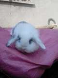 宠物兔 垂耳兔宝宝 荷兰垂耳兔纯种 迷你垂耳兔活体 长毛折耳兔