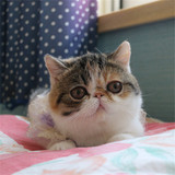加菲猫出售双cfa注册纯种加菲猫宠物异短猫正三花加菲种母MM