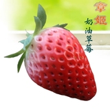 上海青浦直销章姬奶油草莓新鲜有机水果3.5斤礼盒装市区包邮自送