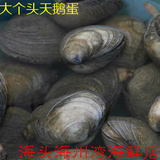 海鲜贝类海捕鲜活天鹅蛋新鲜紫石房蛤大蛤蜊天鹅蛋量大包邮250g