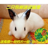 宠物兔荷兰兔垂耳兔狮子兔普通白兔活体猫猫兔包邮短耳兔 宠物