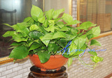 长条绿萝 绿萝吊兰盆栽净化空气新房装修吸甲醛植物室内带条绿植