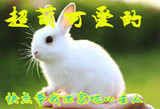 宠物小白兔子活体 迷你兔宠物兔宝宝 自家养殖 包活包运输成活