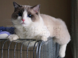 CFA/TICA 双注册猫舍 美国布偶猫 蓝双色种公