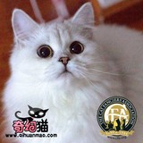 奇幻2015清仓 猫 短毛 纯种英国折耳立 银渐层波斯猫 宠物低价母