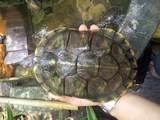 外塘墨龟中华草龟宠物龟乌龟大巴西龟活体特大22厘米