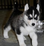 上海出售纯种西伯利亚雪橇犬/赛级三把火双蓝眼哈士奇幼犬宠物狗2