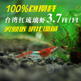 台湾红琉璃虾活体宠物虾 半透明观赏虾 水族箱除藻虾活体观赏虾