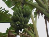 banana现货5斤装高州特产农家水果现摘现发新鲜米蕉包邮