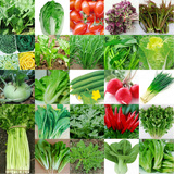 蔬菜种子四季种青菜盆栽植物水果种子合集菜籽菜种阳台春季播易种