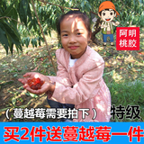 【阿明】桃胶 特级 天然食用 野生土特产干货 农家手工采摘 250g