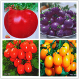 菜农兴 番茄]贵妃櫻桃番茄种子圣女果菜农用品质优良口味鲜美大小