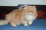 纯种  长毛猫 红虎斑加白 双色 波斯猫 母 MM 宠物猫