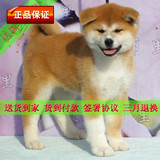 秋田犬纯种血统幼犬八公犬日本忠犬宠物狗货到付款包邮出售G88